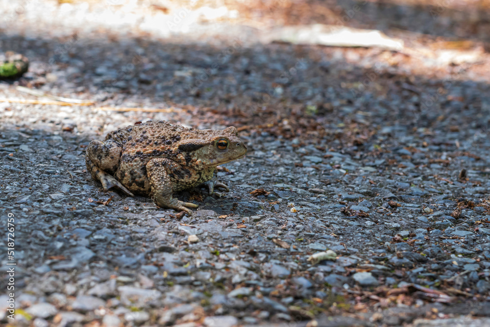 Eine Kröte im Schatten auf einer Strasse Eine Kröte im Schatten auf einer Strasse
