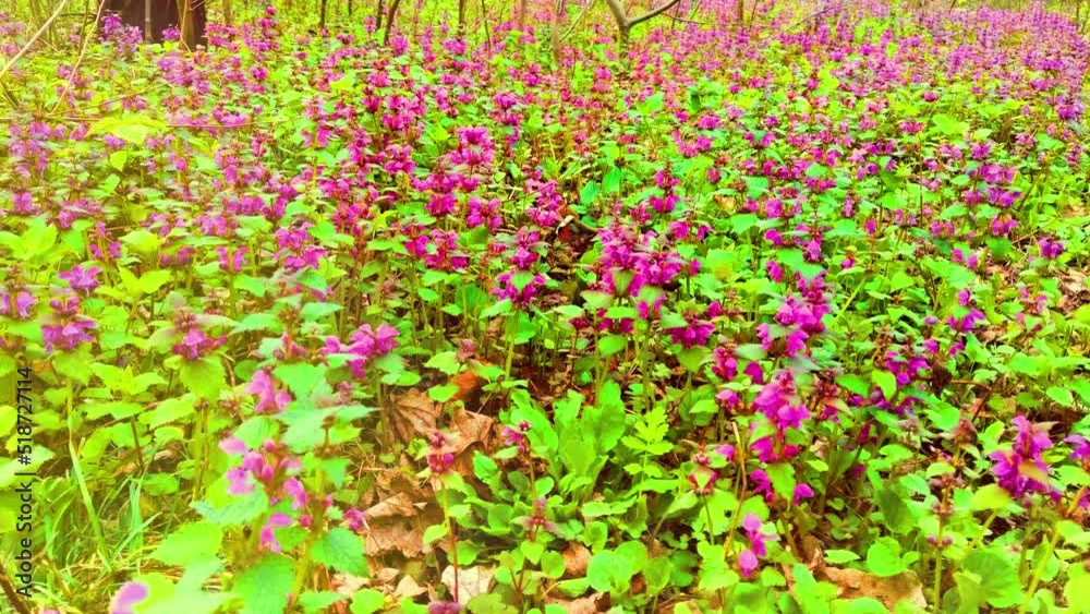 Amazing nature spring landscape with wild growing purple flowers in the forest, scenic view, natural seasonal background Amazing nature spring landscape with wild growing purple flowers in the forest, scenic view, natural seasonal background