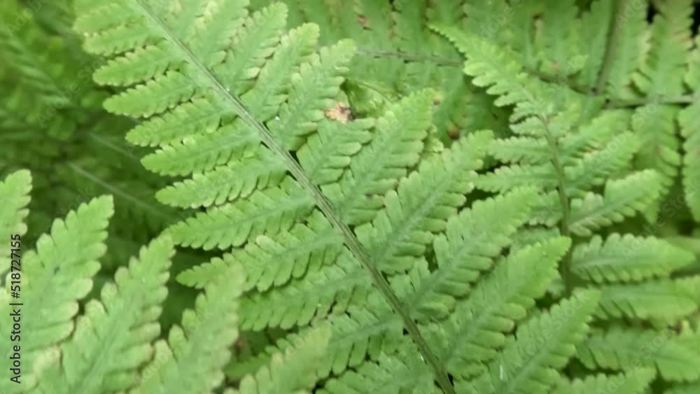 Camera movement over the surface of the green fern leaves Camera movement over the surface of the green fern leaves