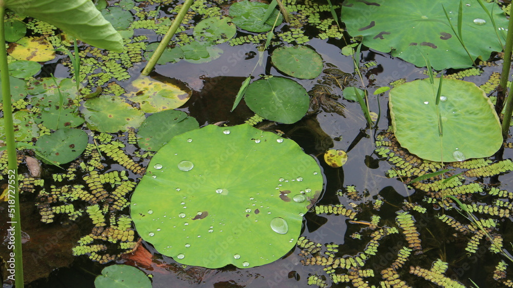 초록의 아름다운 연꽃, 연잎 Beautiful green lotus flower, lotus leaf 초록의 아름다운 연꽃, 연잎 Beautiful green lotus flower, lotus leaf
