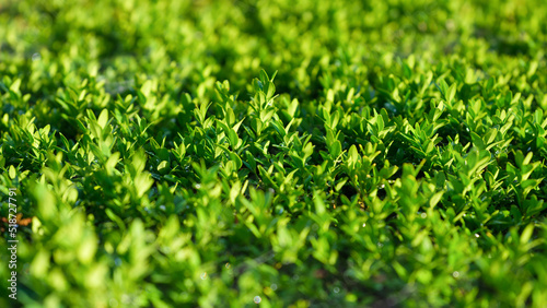 Spring fresh grass and sunshine. Plants for the background. Photo for design ...
