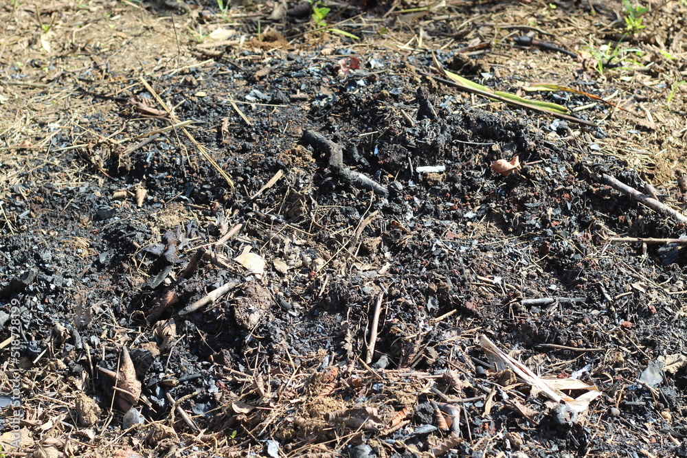 remnants of burning twigs in the garden remnants of burning twigs in the garden