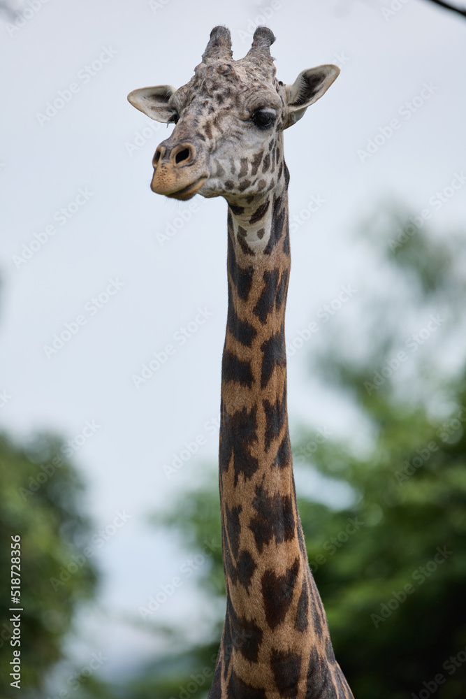 Naklejka premium キリン