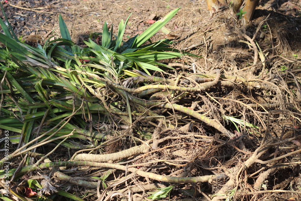 Pandan is pulled from the ground by its roots Pandan is pulled from the ground by its roots