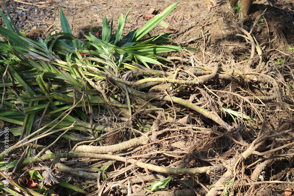 Pandan is pulled from the ground by its roots Pandan is pulled from the ground by its roots