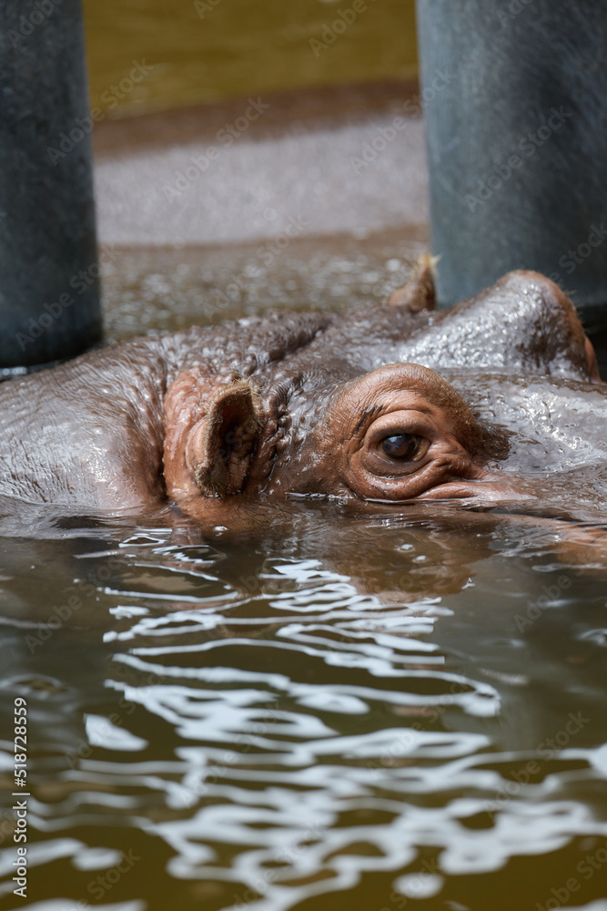 Fototapeta premium カバ