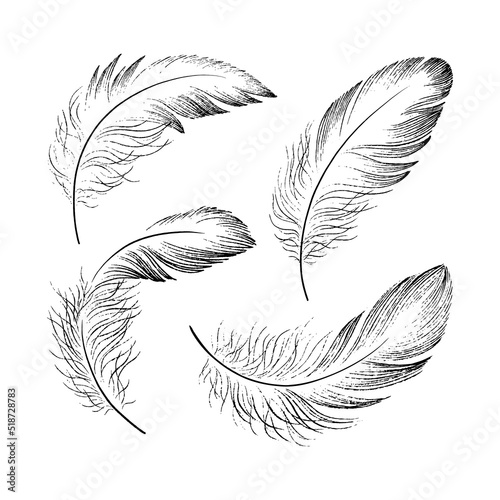 A set of delicate feathers drawn in black ink. Texture brush and paint.