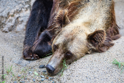 Wallpaper Mural 熊 Torontodigital.ca