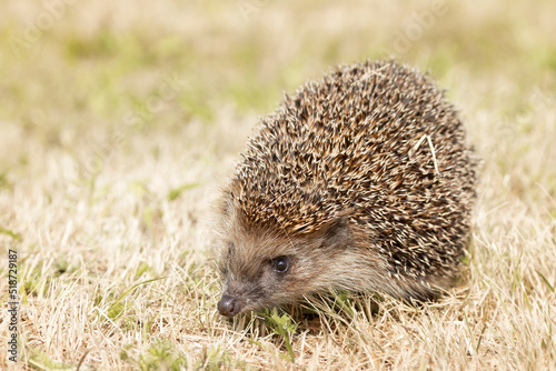 little cute hedgehog in the garden in the green grass..
