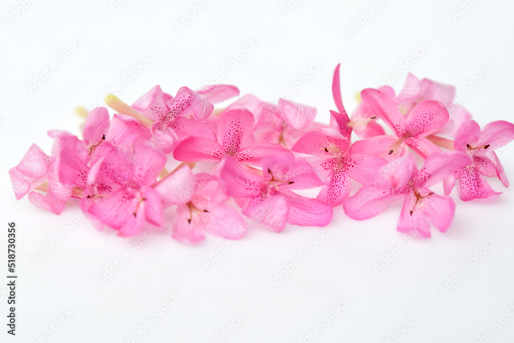 Closeup petal of pink flowers isolated on white background