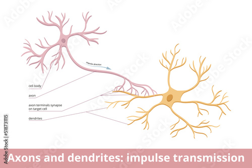 Axons and dendrites: impulse transmission. Nerve cells and messages between them. Visualization of human neurological system communication. Electrochemical stimulation is received from neural cells.