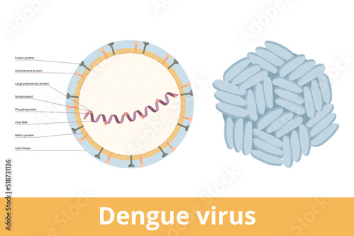 Dengue virus. Dengue virus (DENV) is the cause of dengue fever. It is a mosquito-borne, single positive-stranded RNA virus. Virion includes RNA strand, proteins and envelope. photo
