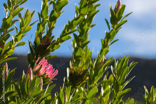 Cape fynbos - pink protea