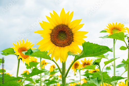Beautiful landscape with sunflower field over blue sky. Nature concept.