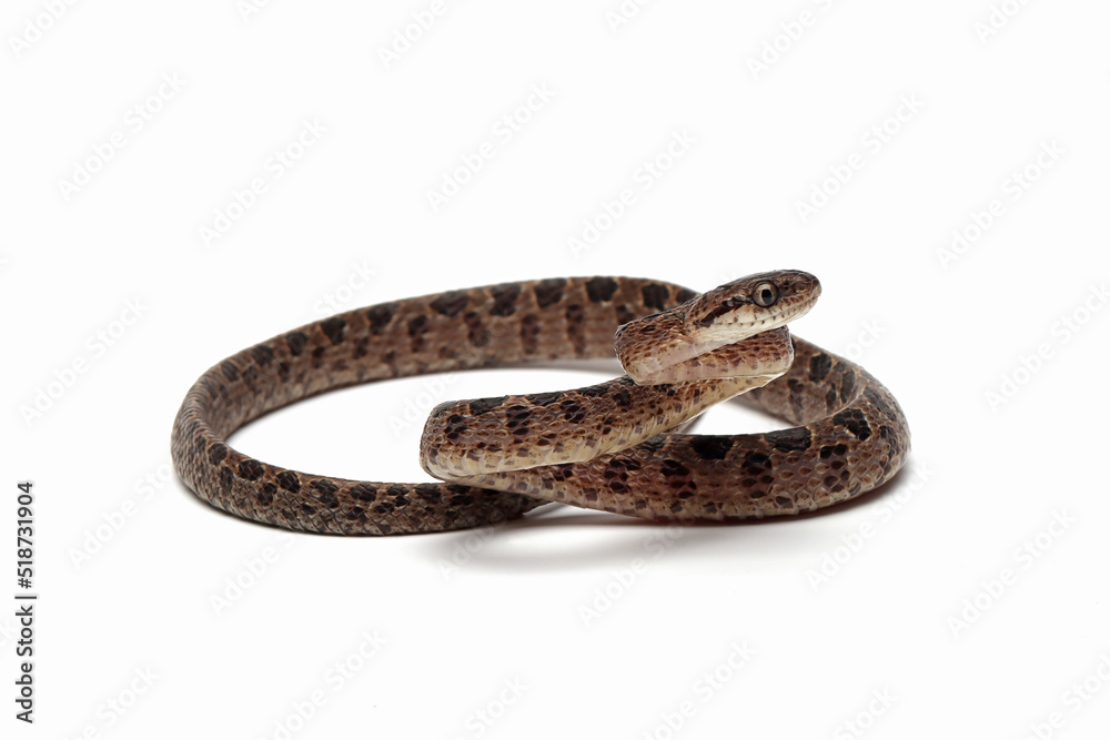 Boiga multo maculata snake closeup on white background, Boiga multo maculata closeup Boiga multo maculata snake closeup on white background, Boiga multo maculata closeup