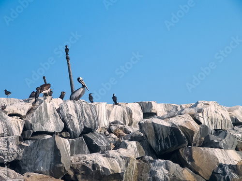 Bird colony of guano cormorant in Paracas national park at the Pacific Ocean coast line of Peru. Guanay cormorant or Guanay shag, Leucocarbo bougainvillii, on guano covered rocks photo
