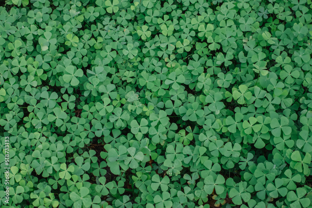 Beautiful green clover leaves and grass with water drops, top view