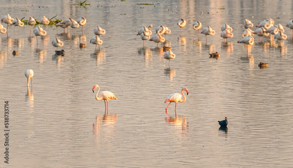 A group of flamingos in a lake