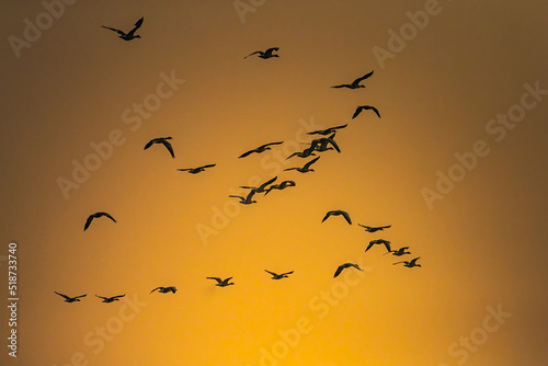 A Flock of Geylag Goose flying