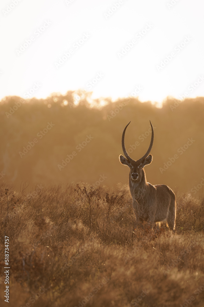 Obraz premium Male waterbuck (Kobus ellipsiprymnus) alert at dusk, iSimangaliso Wetland Park, South Africa.