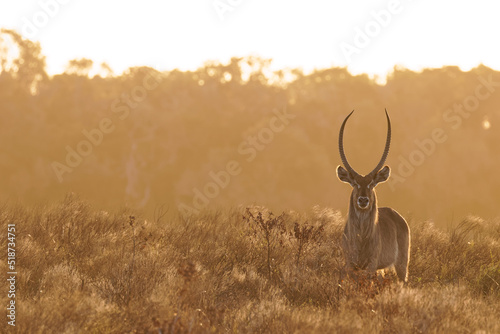 Male waterbuck (Kobus ellipsiprymnus) alert at dusk, iSimangaliso Wetland Park, South Africa. photo