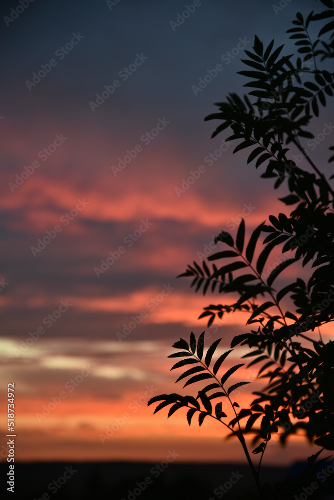 Beautiful evening sunset on the background of dark mountain ash leaves. Shadows of leaves on the background of a colorful sunset.