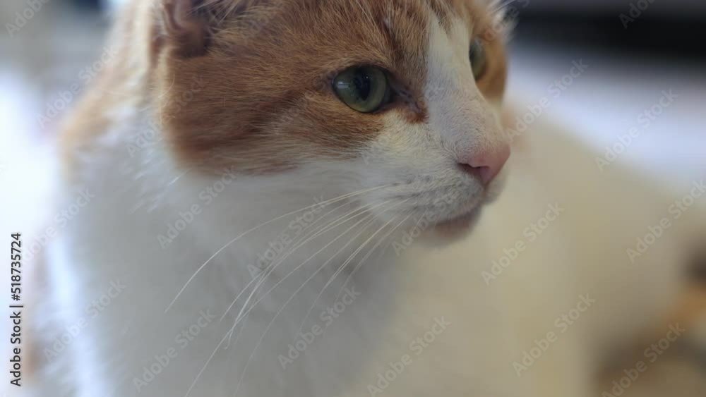 猫 室内 コピースペース 猫 室内 コピースペース