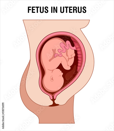Fetus in Uterus during pregnancy. Pregnancy women anatomy. Fetus with umbilical cord and placenta.
Colored medical vector illustration.