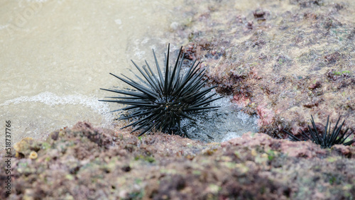 Black sea urchin in the coral rocks close-up shot. © nilanka