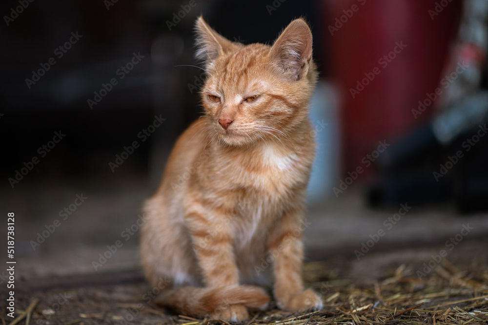 Portrait of a beautiful red cat on a farm. There is artistic noise.