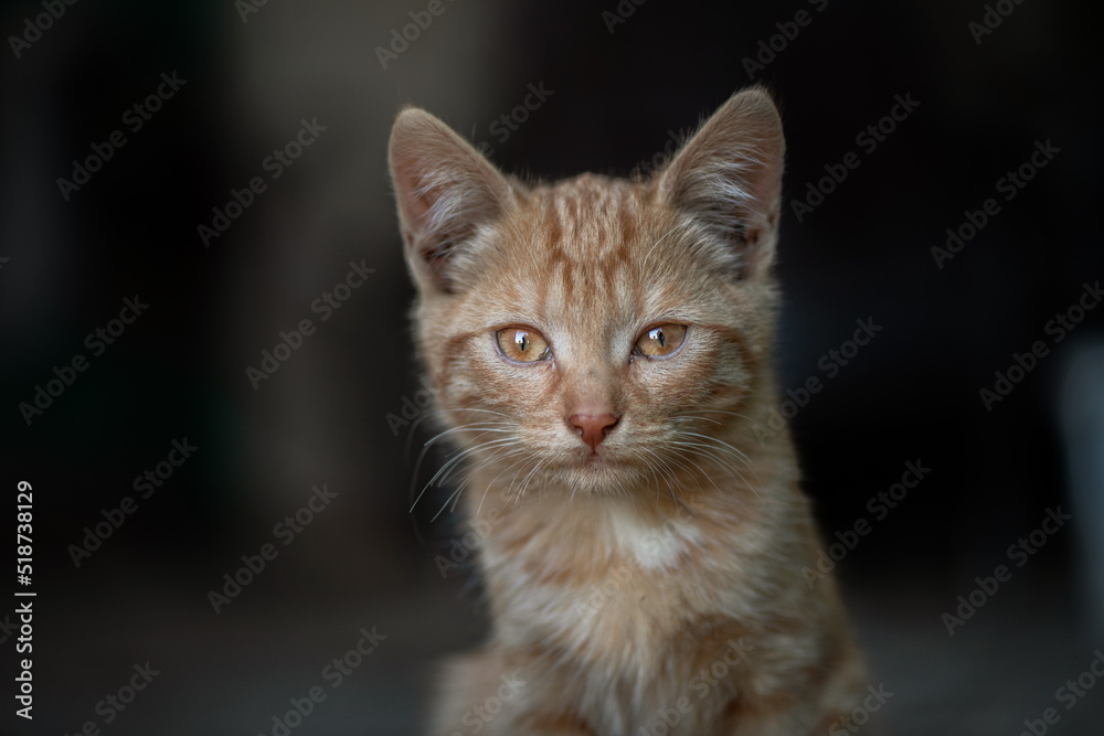 Portrait of a beautiful red cat on a farm. There is artistic noise. Portrait of a beautiful red cat on a farm. There is artistic noise.