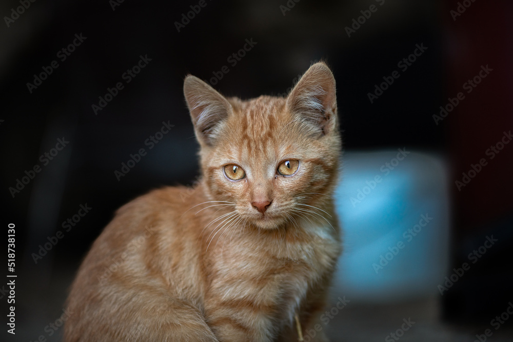 Portrait of a beautiful red cat on a farm. There is artistic noise.