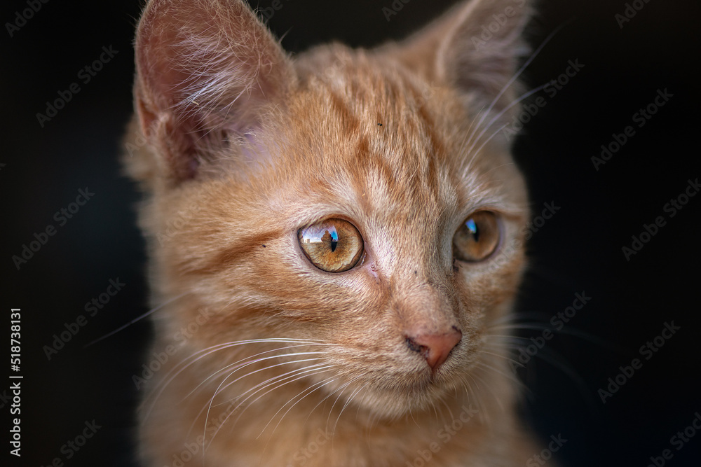 Portrait of a beautiful red cat on a farm. There is artistic noise.