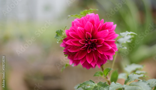 A beautiful Large Pink Dahlia flower close-up photograph.