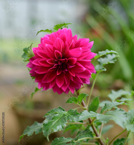 A beautiful Large Pink Dahlia flower close-up photograph.