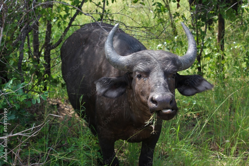 buffalo in the wild eating buffalo in the wild eating