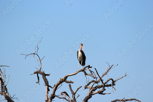 bird on a branch