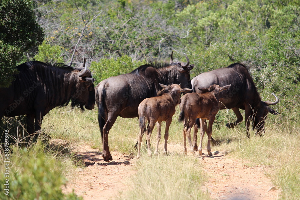 Fototapeta premium herd of wildebeest