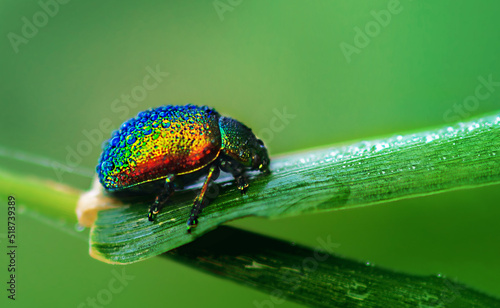 Fotografiet Leaf beetle close-up of a drop of dew on a green leaf
