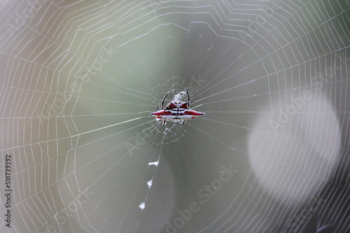 Billede på lærred red spider in web