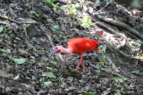 scarlet ibis bird