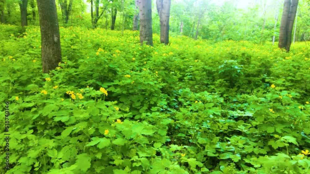 GREEN NATURE FOREST LANDSCAPE WITH GREEN TREES GROWING FROM THE GRASS AT SPRING TIME GREEN NATURE FOREST LANDSCAPE WITH GREEN TREES GROWING FROM THE GRASS AT SPRING TIME
