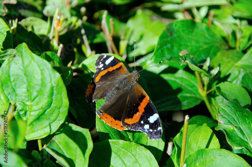 butterfly on leaf photo