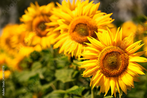 Fototapeta Naklejka Na Ścianę i Meble -  Blooming sunflower flower on the field. Beautiful natural yellow background.