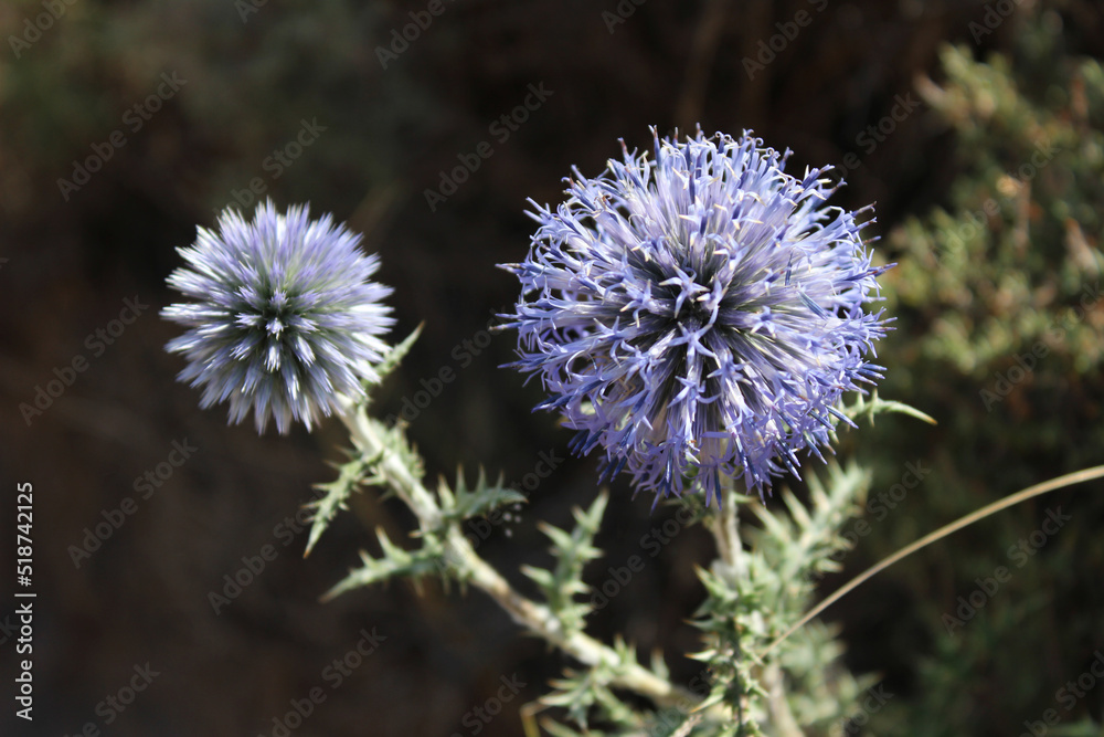 Flowers of Echinops ritro, the southern globe thistle. A species of flowering plant in the family Asteraceae. Flowers of Echinops ritro, the southern globe thistle. A species of flowering plant in the family Asteraceae.