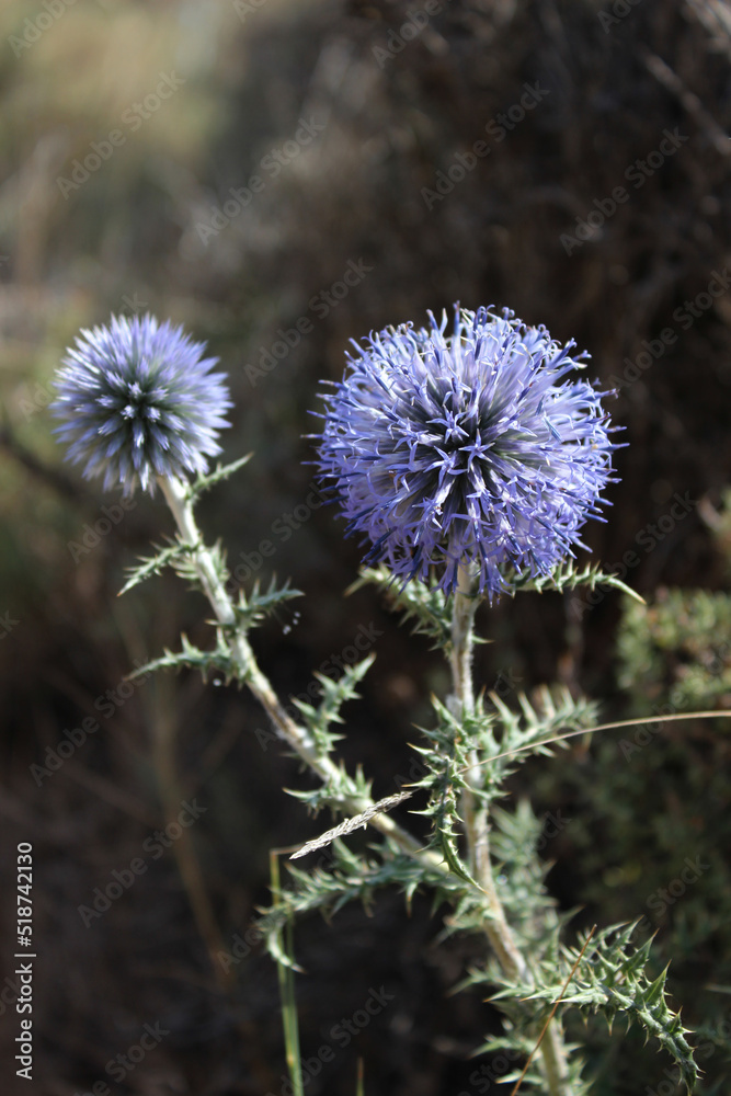 Flowers of Echinops ritro, the southern globe thistle. A species of flowering plant in the family Asteraceae. Flowers of Echinops ritro, the southern globe thistle. A species of flowering plant in the family Asteraceae.