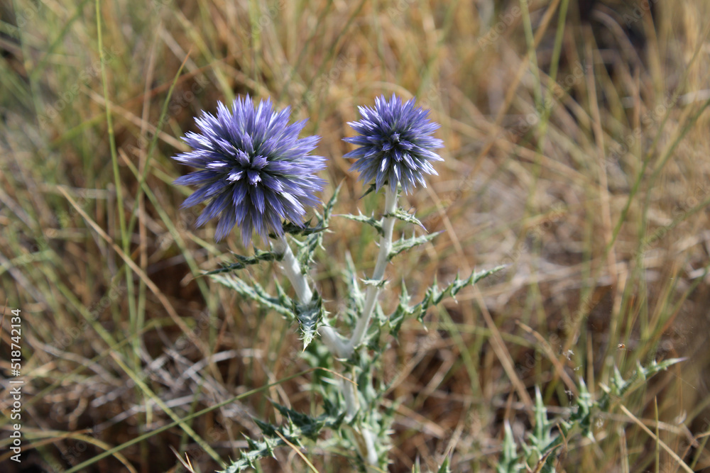 Flowers of Echinops ritro, the southern globe thistle. A species of flowering plant in the family Asteraceae. Flowers of Echinops ritro, the southern globe thistle. A species of flowering plant in the family Asteraceae.