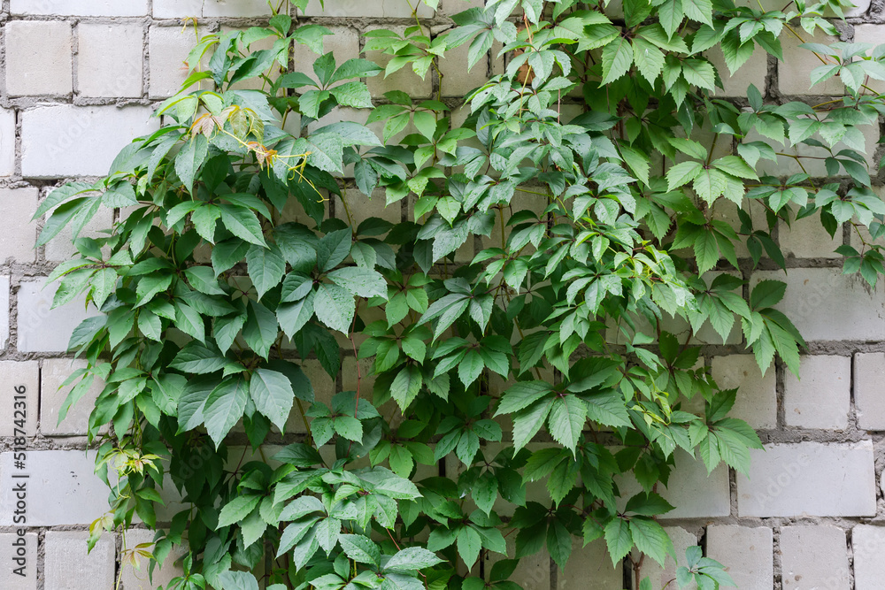 White brick wall overgrown with climbing Maiden grapes stems
