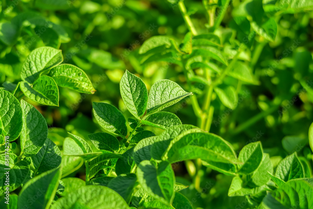 potato bushes grow on a potato farm. potato cultivation concept. green potato leaves background