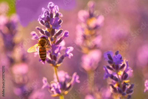 Honey bee collects nectar on a lavender flower.